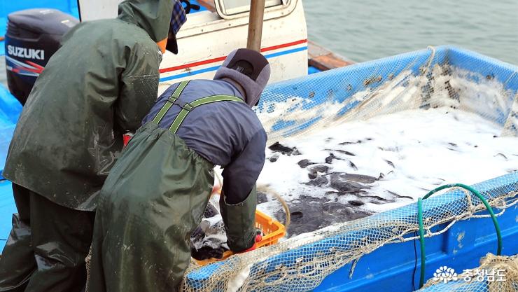 국가대표 생선 우럭, 출하에서 식탁까지 '생생중계' 사진