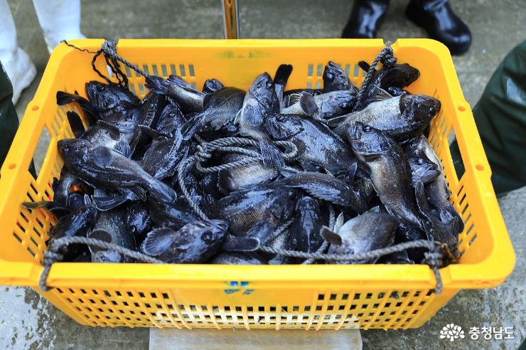 국가대표 생선 우럭, 출하에서 식탁까지 '생생중계' 사진