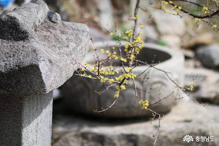 꽃망울 톡…톡 봄이 오는 광덕사 사진