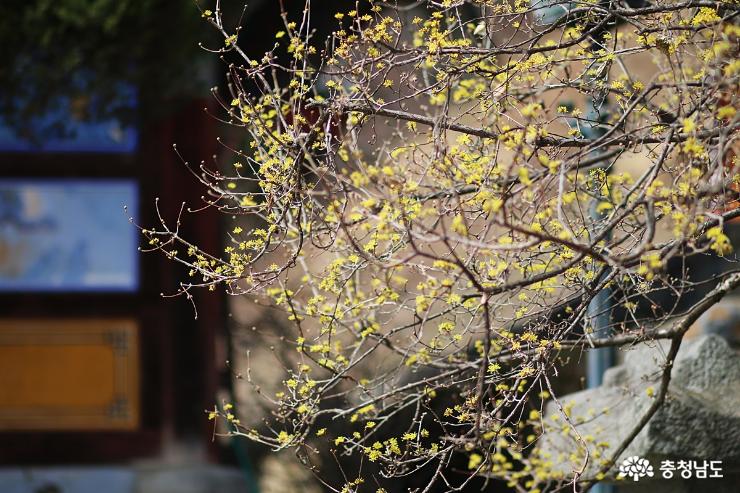 꽃망울 톡…톡 봄이 오는 광덕사 사진