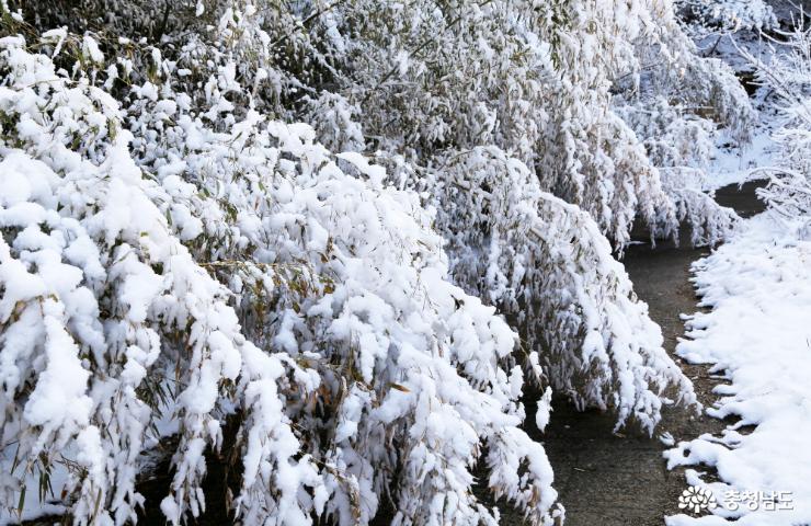 3월의 눈꽃, 가야산 설국 산행기 사진