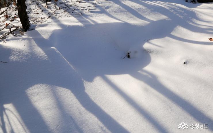 눈밭에 그려진 수묵화