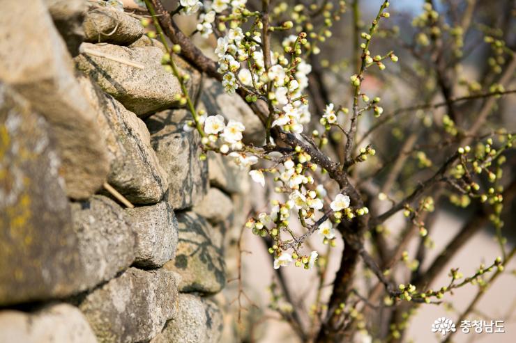 봄의시작알리는아산외암마을산수유꽃 7