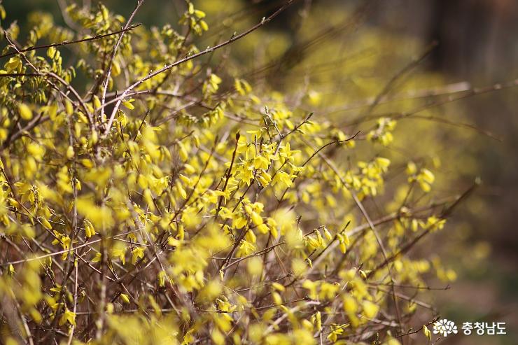 노란개나리꽃물든천안시민의숲 7