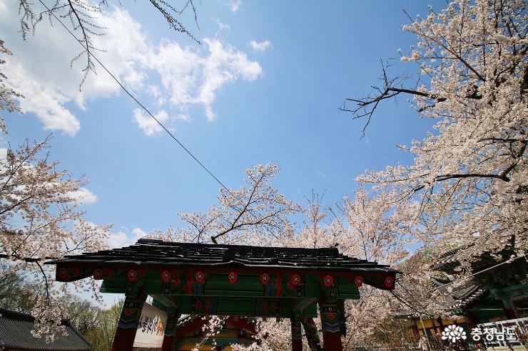 지금은 벚꽃이 활짝, 계룡산 신원사 사진
