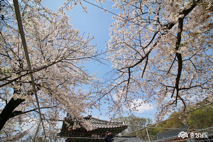 지금은 벚꽃이 활짝, 계룡산 신원사 사진