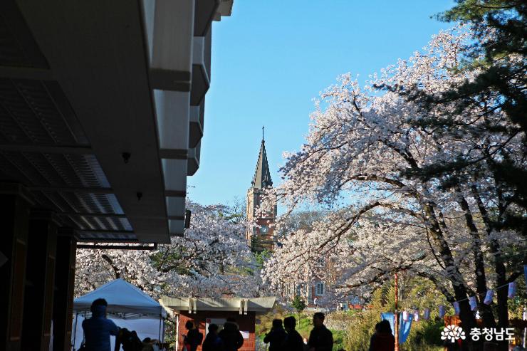 벚꽃 사이로 보이는 중동성당