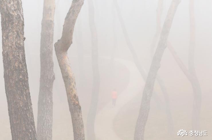 해미읍성의 숨은 비경 '소나무 숲' 사진