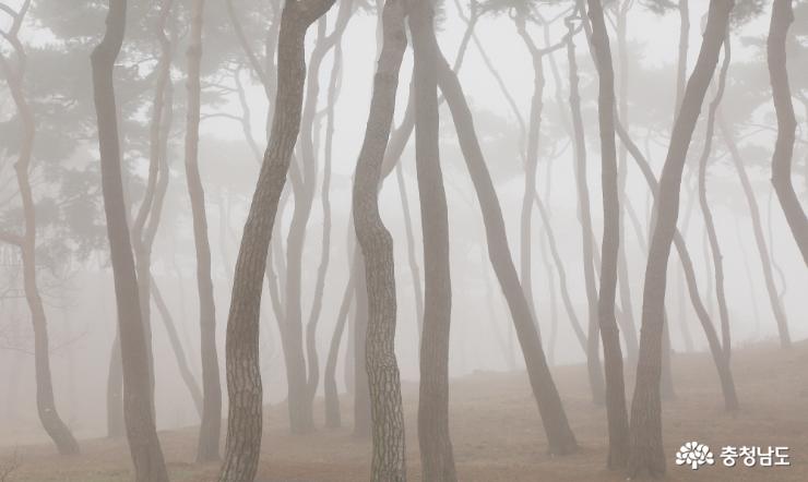 해미읍성의 숨은 비경 '소나무 숲' 사진