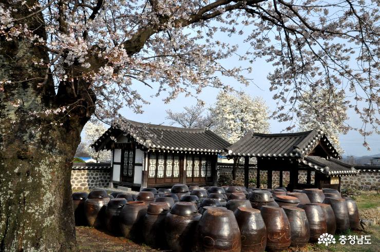 대흥동헌 벚나무의 봄