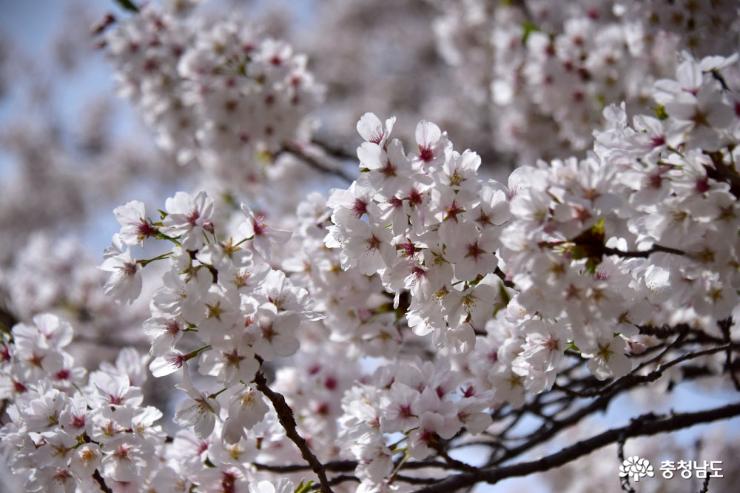 역사문화 체험하고 벚꽃 즐겨봄~