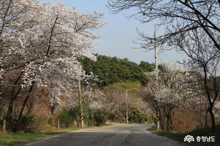 반야산 산책로의 벚꽃