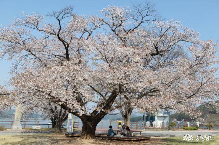 논산 탑정호 백제상징광장 공원의 벚꽃