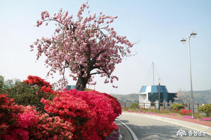 탑정호의 왕벚꽃과 연산홍 (4월 중순)
