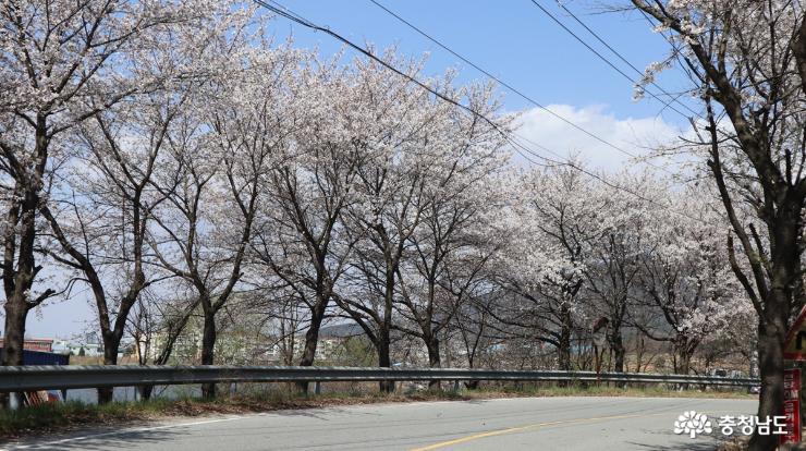 입장저수지 벚꽃길 호젓하게 산책하기 사진