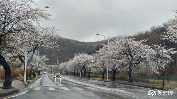 아산온천에도 화사한 벚꽃이 피었던 날! 사진