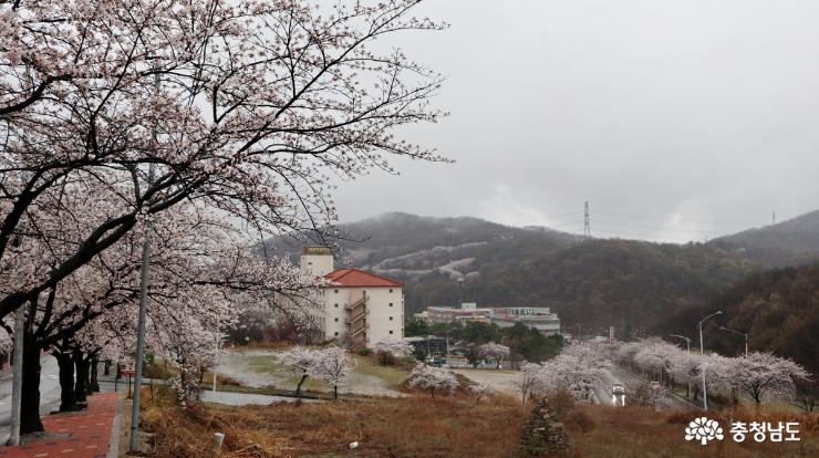 아산온천에도 화사한 벚꽃이 피었던 날! 사진