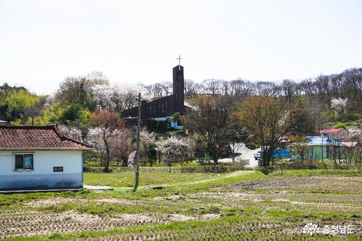 벚꽃아름다운제일교회 2