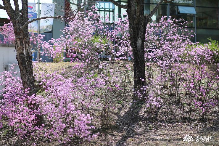봄에는꽃피는독립기념관으로 2