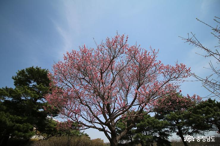 봄에는꽃피는독립기념관으로 4
