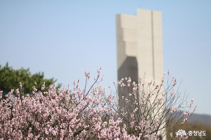 봄에는꽃피는독립기념관으로 11