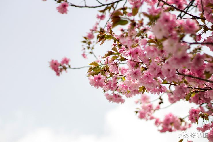 분홍빛겹벚꽃아름답던각원사풍경 3