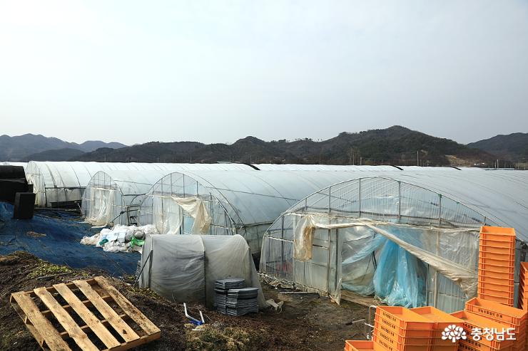 공심채가 자라고 있는 온채영농조합의 대형 비닐하우스 시설