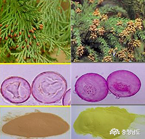 ▲편백(왼쪽)과 삼나무 수술의 꽃가루. 중간사진은 광학현미경으로 본 꽃가루, 그 아래는 꽃가루 더미 