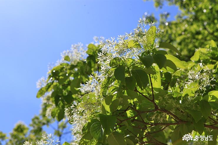 '싱그러운 초록세상' 5월의 금강수목원 사진