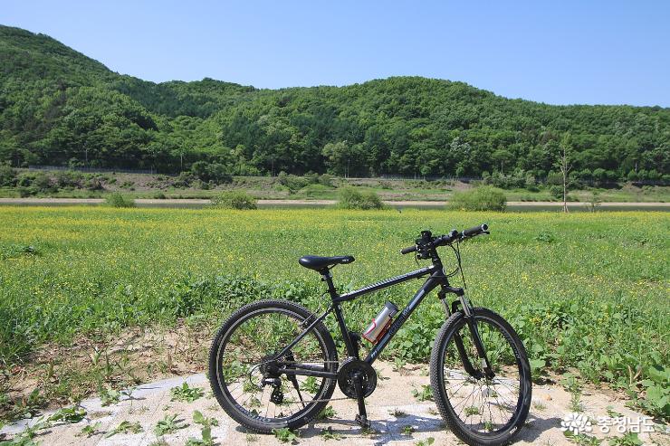 자전거로 유채꽃 가득 금강을 달리자 사진