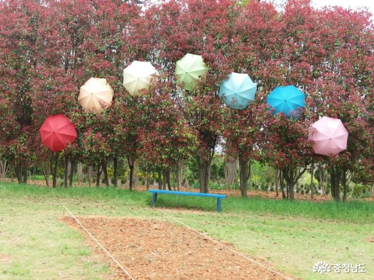 홍가시 나무에 일곱 빛깔 우산 