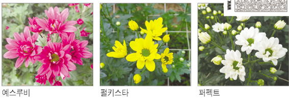 ‘국화 3총사’ 올 첫 일본 수출 1