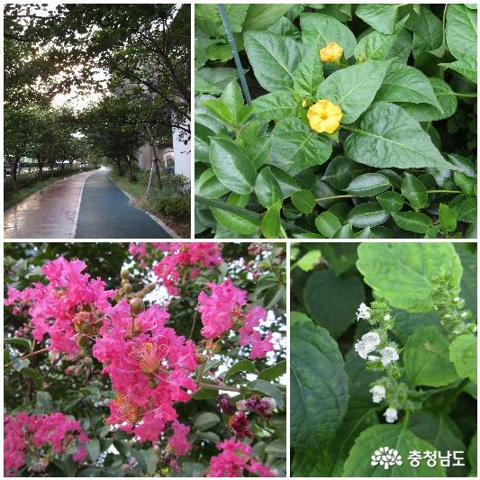 아산 철도공원길에 만났던 친구들 : 분꽃, 배롱나무꽃, 들깨꽃