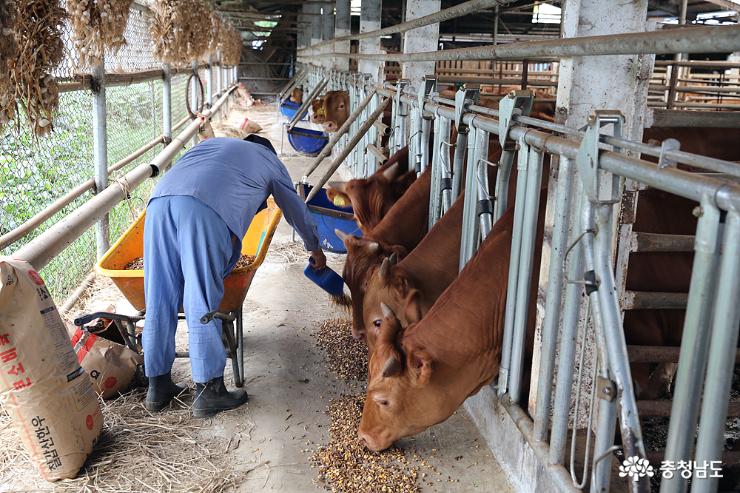 한우 농장 대표가 소에게 사료와 건초를 먹이고 있다. 