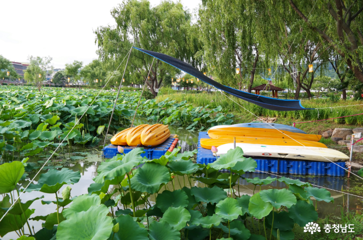 부여 서동연꽃축제 카누 체험장