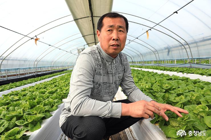 친환경 청정 시스템으로 재배하는 온채의 미니로메인은 안전성 면에서 최고라며 걱정없이 드시라고 강조하는 김영환 대표.