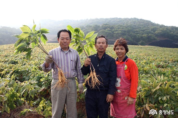 작업장에서 캐낸 6년근 인삼을 들어보이고 있다.