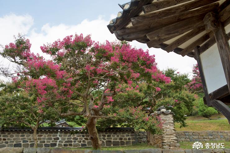 충남에서멋진배롱나무꽃이피는3곳 11