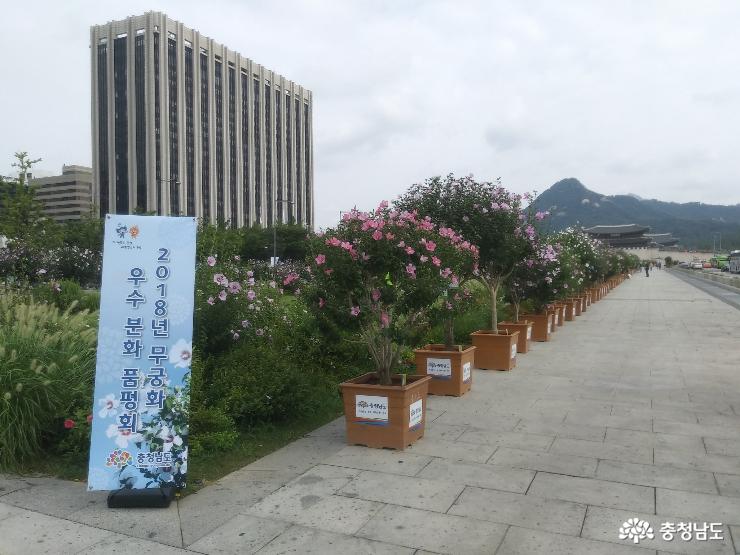 충남 무궁화 ‘전국 3위’ 은상 수상 1
