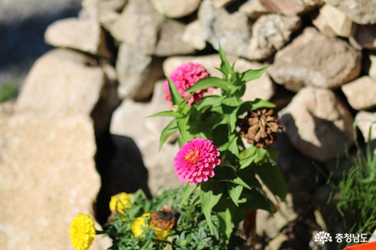 여름꽃 가득 상신리 돌담마을 사진