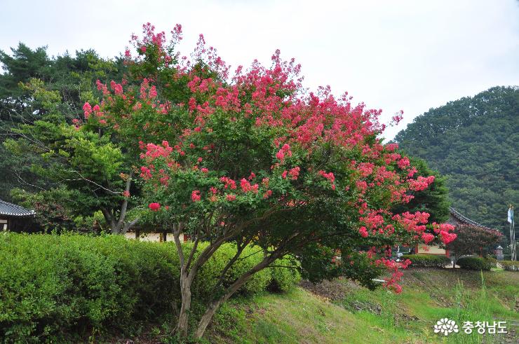모덕사의 아름다운 배롱나무꽃