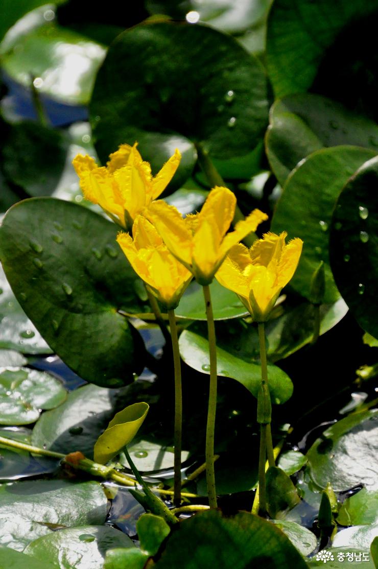 노란 어리연꽃