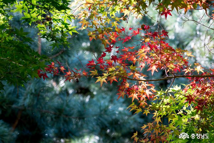 설레이는 가을 풍경 사진