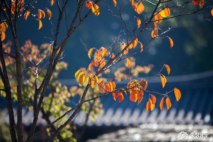 가을느낌 물씬 풍기는 공주한옥마을 사진