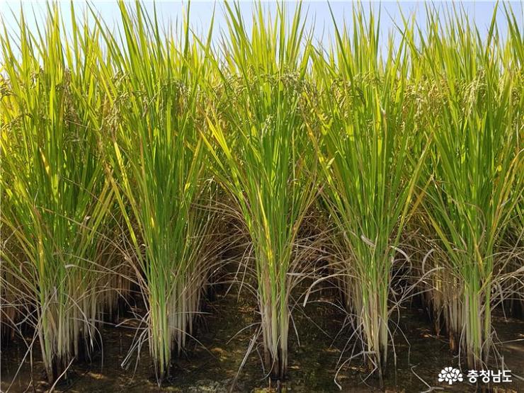 구수하고 맛좋은 쌀 ‘충남3호’ 개발