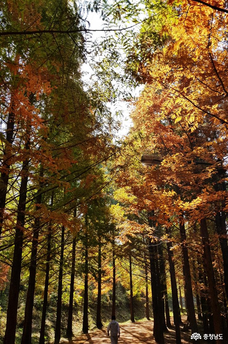 가을에 꼭 가야할 단풍코스 ‘충남 금강수목원’ 사진