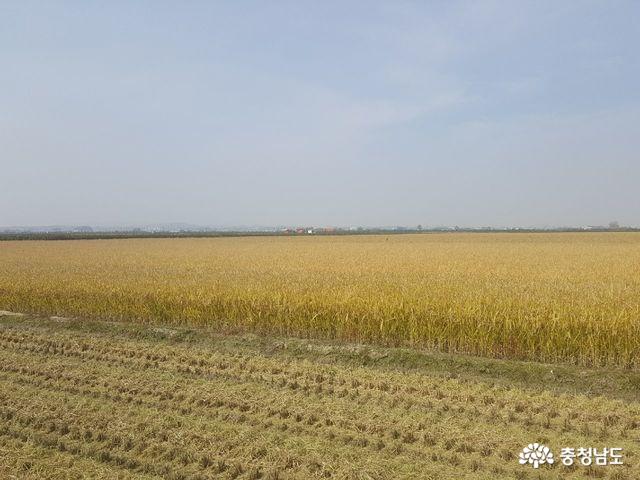 뜨거웠던 여름, 값진 땀을 흘리신 당진 우강면 대포리 사람들 12