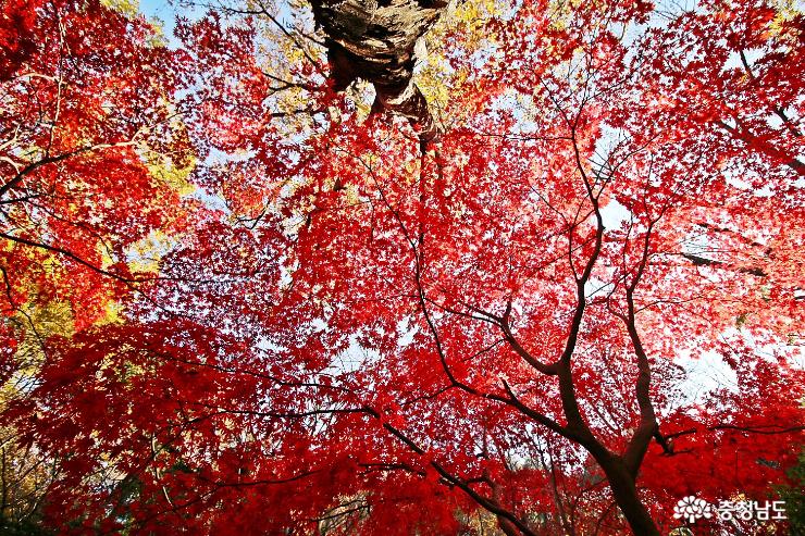 가을빛으로 물드는 동학사 사진