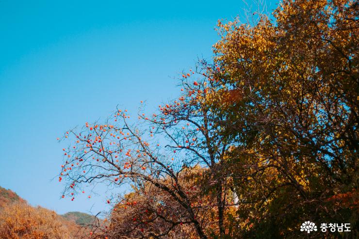 가을속에풍덩빠진외암리민속마을 8
