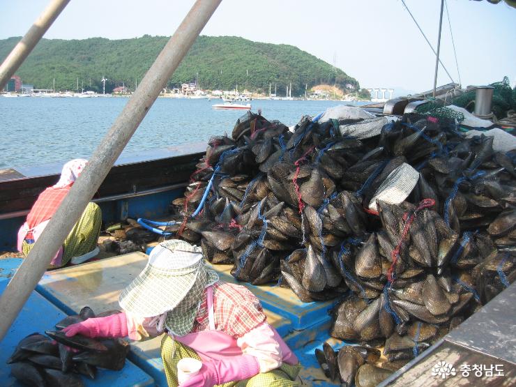 오천항으로 키조개 맛 보러 오세요 1